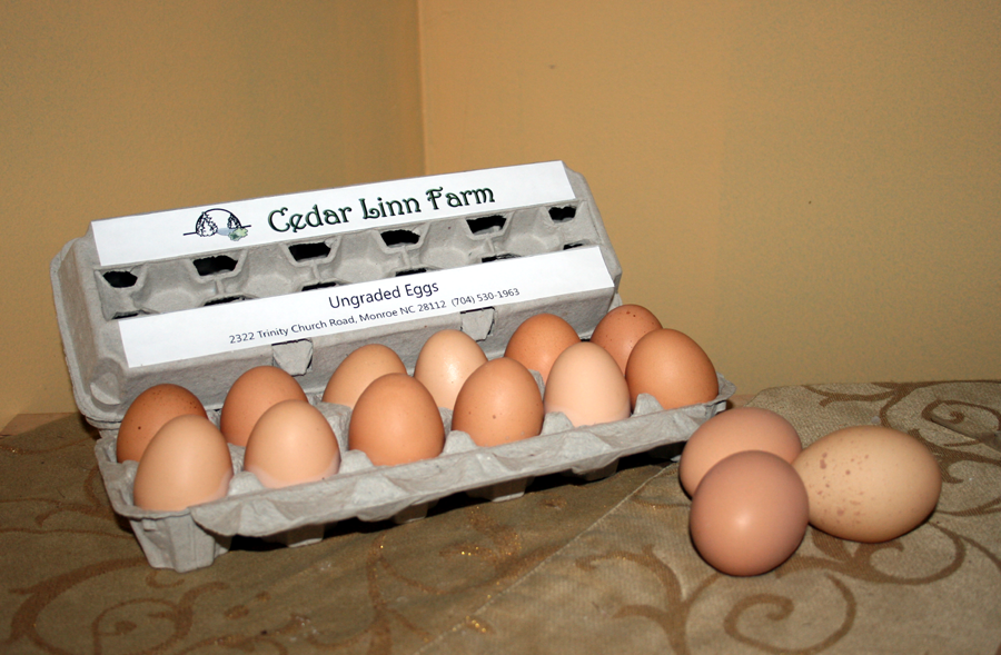 eggs